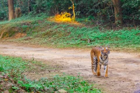 Tiger in Jim Corbett